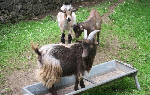 Pygmy goats at Bunratty